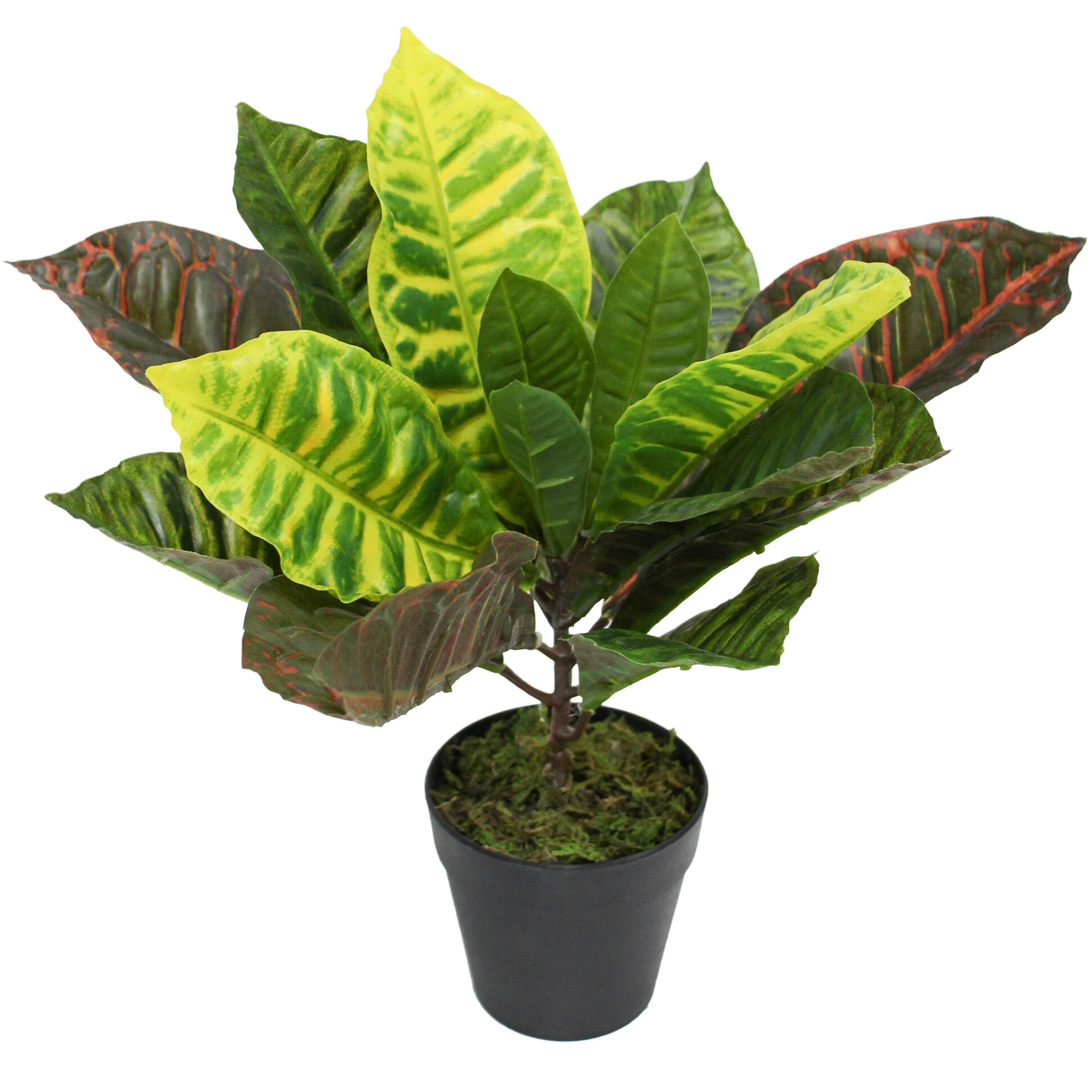 Faux Croton Green