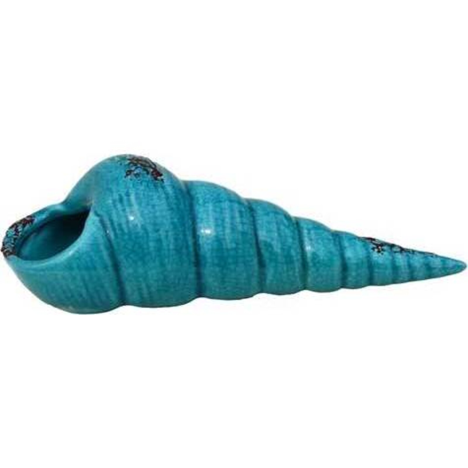 Conch Teal Small