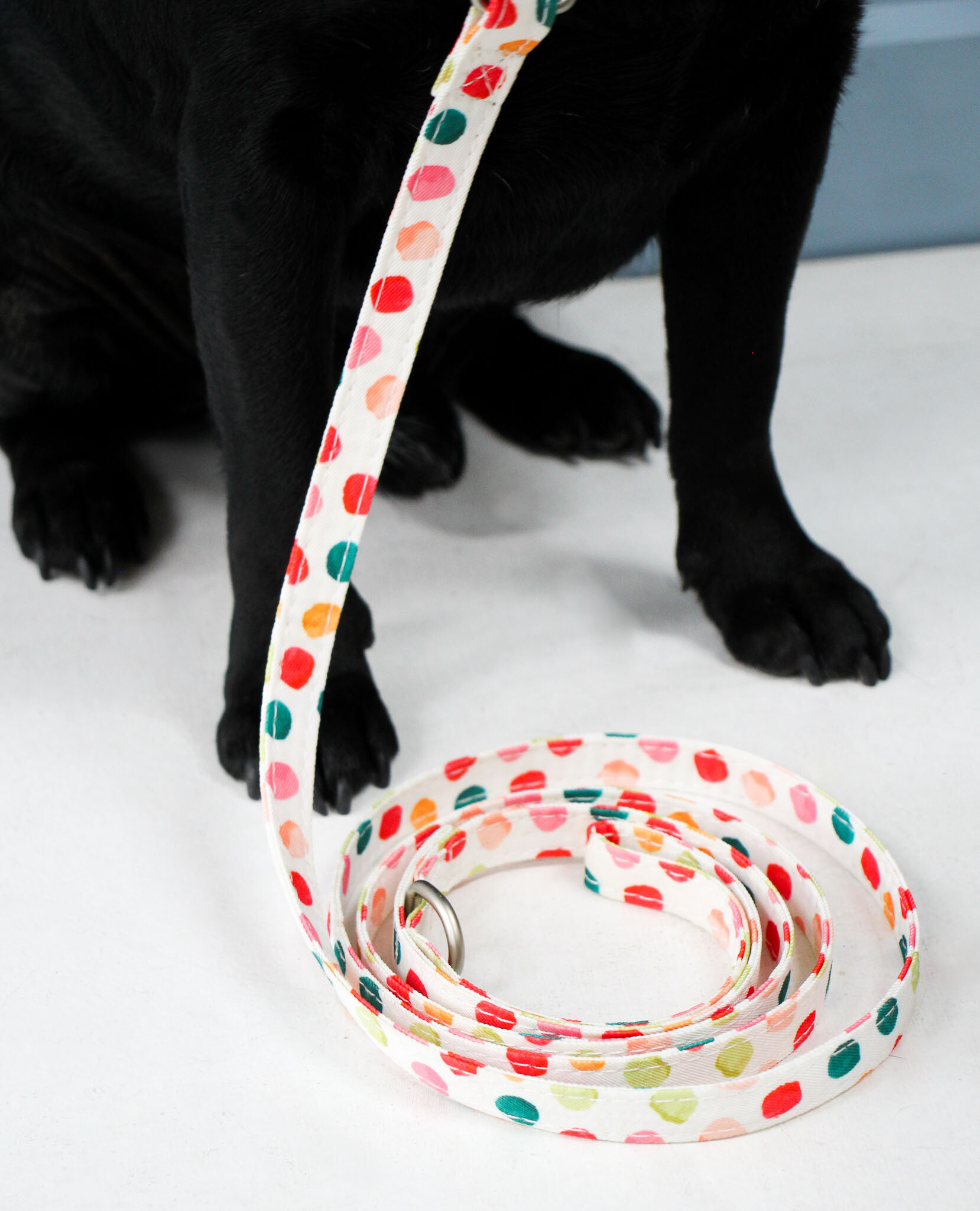 Collar & Lead Set Sml Spottie