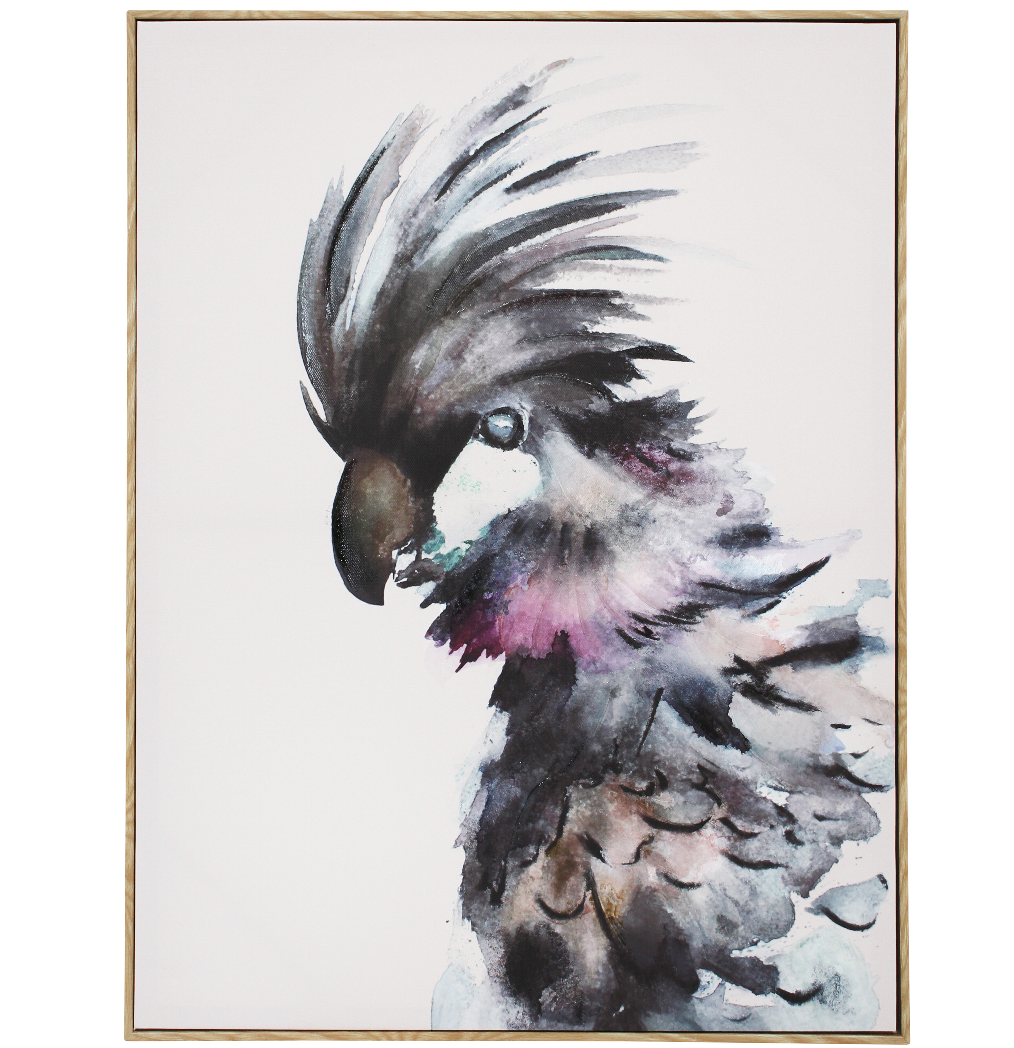 Framed Canvas Black Cockatoo