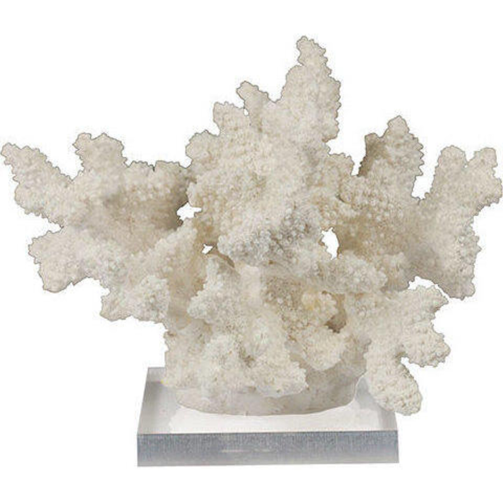 Coral Elkhorn White Lrg