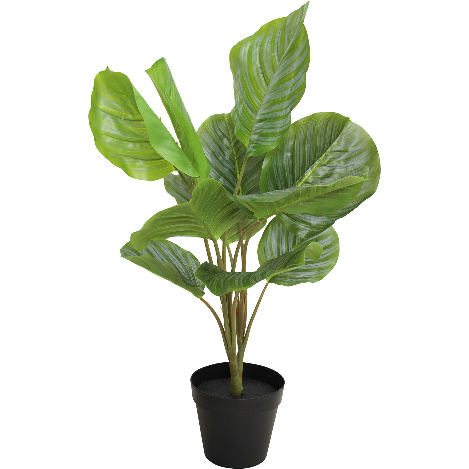 Faux Calathea Med