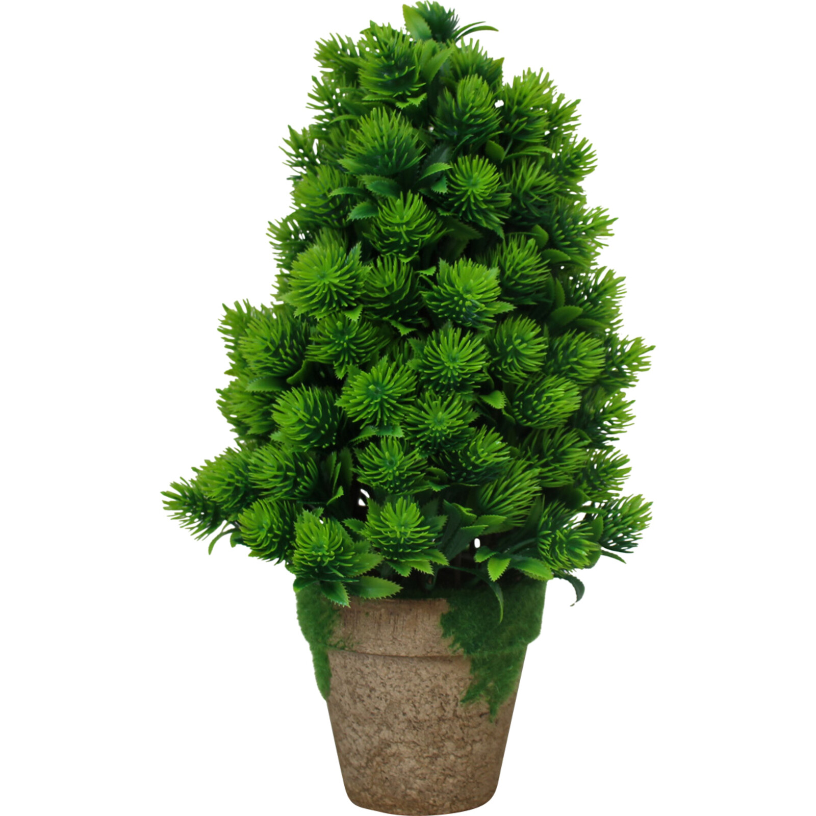 Pine Tree Potted
