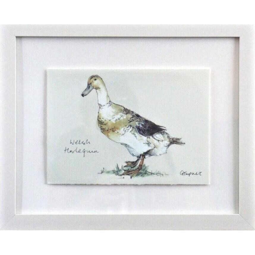 Framed Short Duck