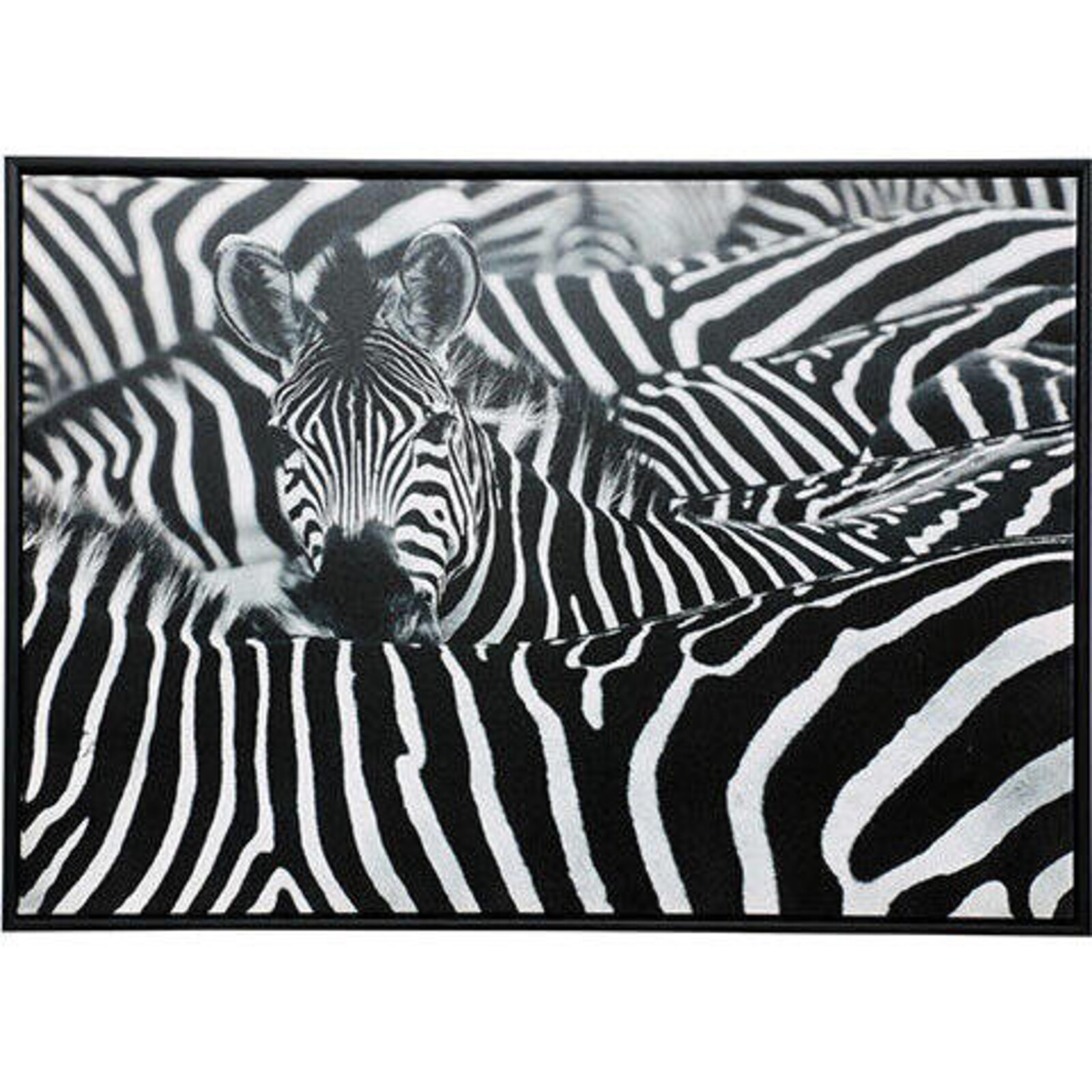 Framed Print One Zebra