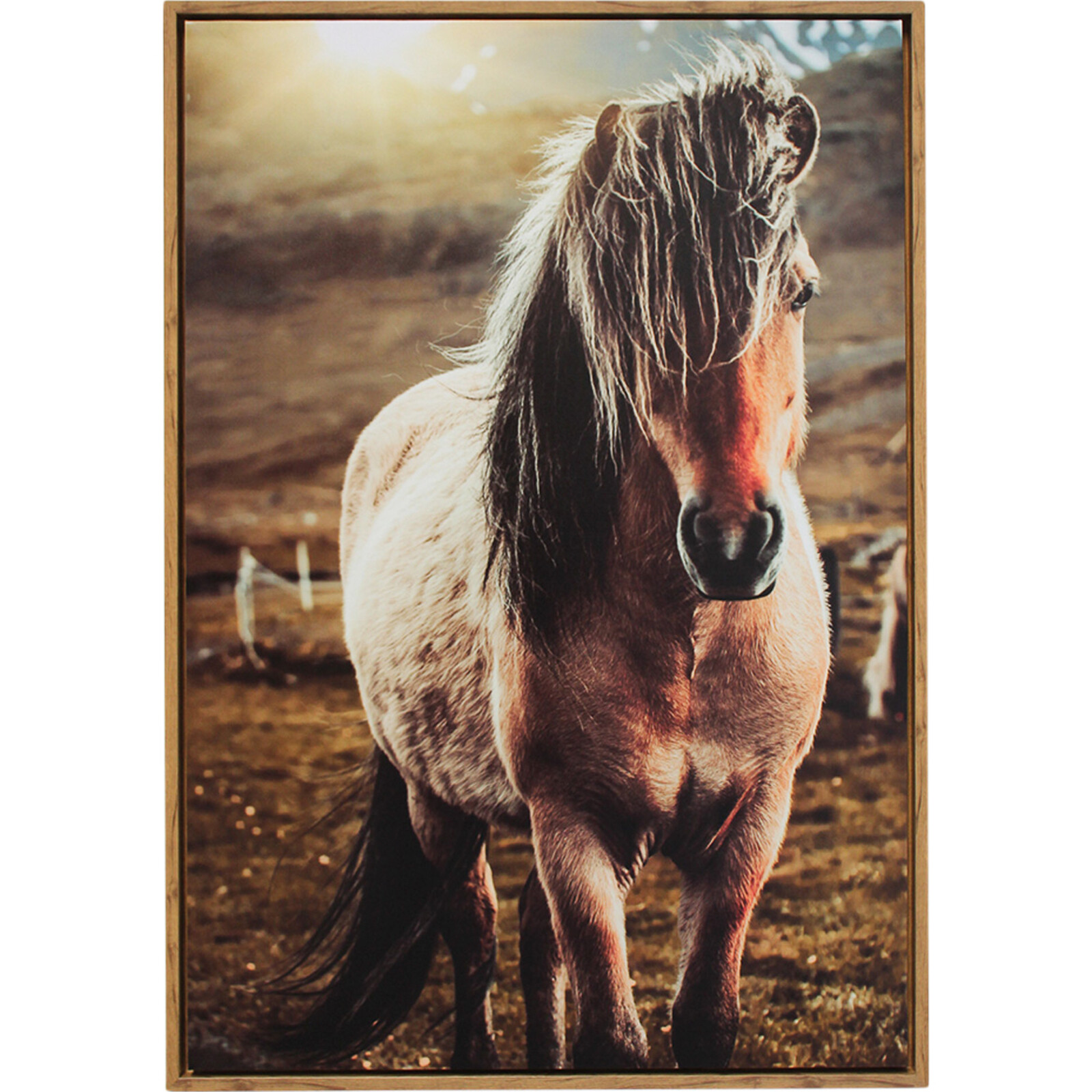 Framed Canvas Lone Pony