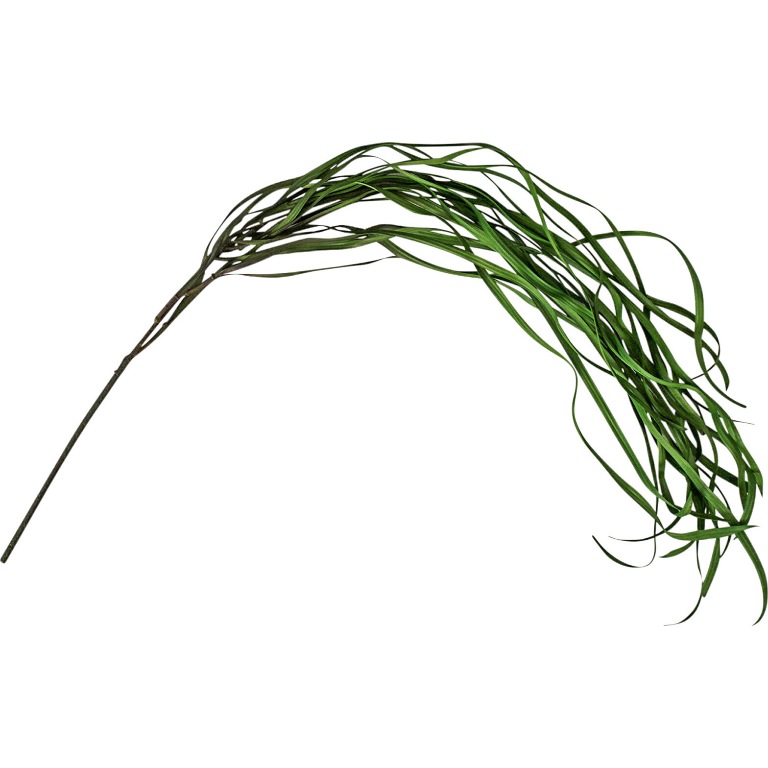 Stem Long Grass