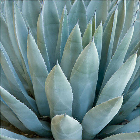 Glass Print Agave