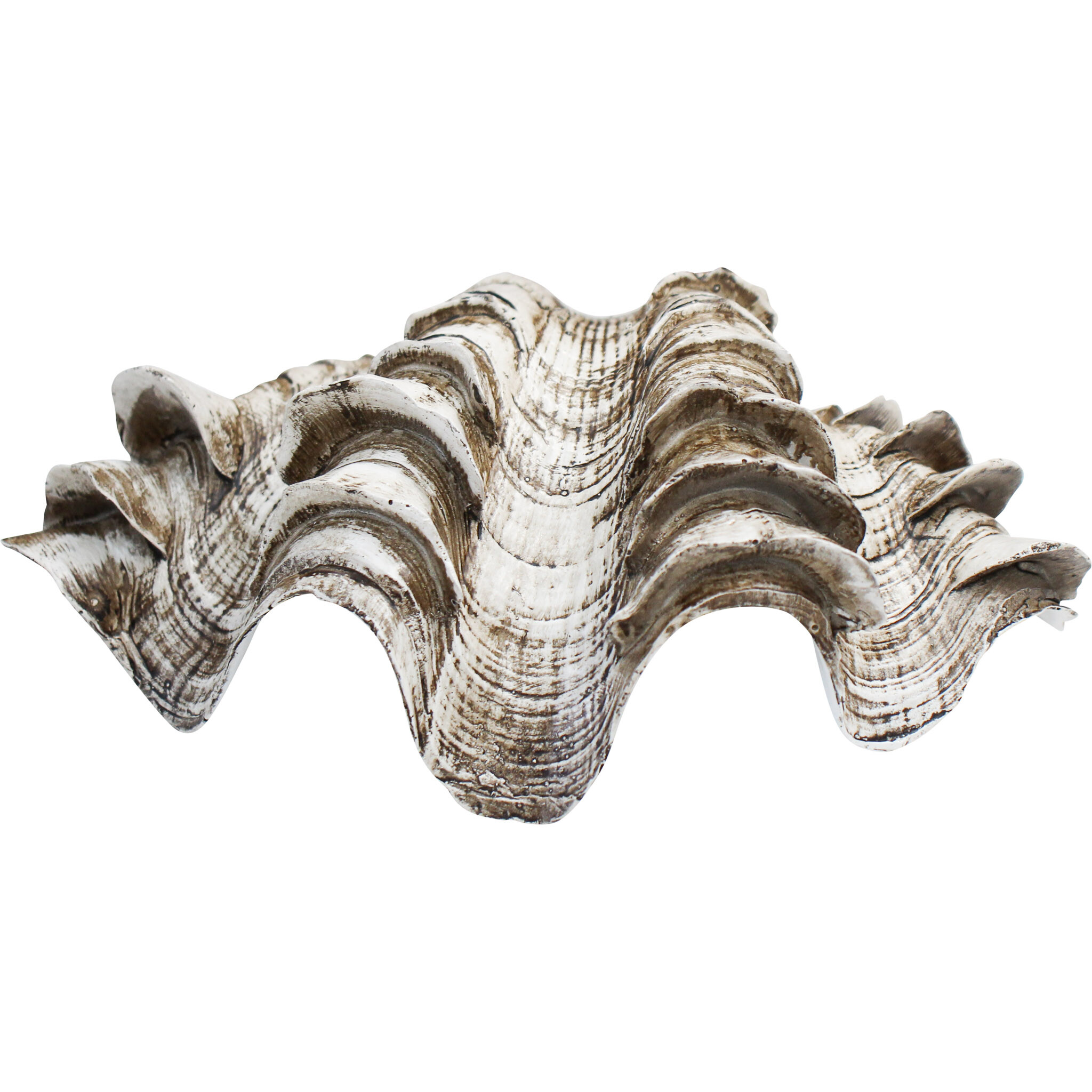 Clam Shell Coastal