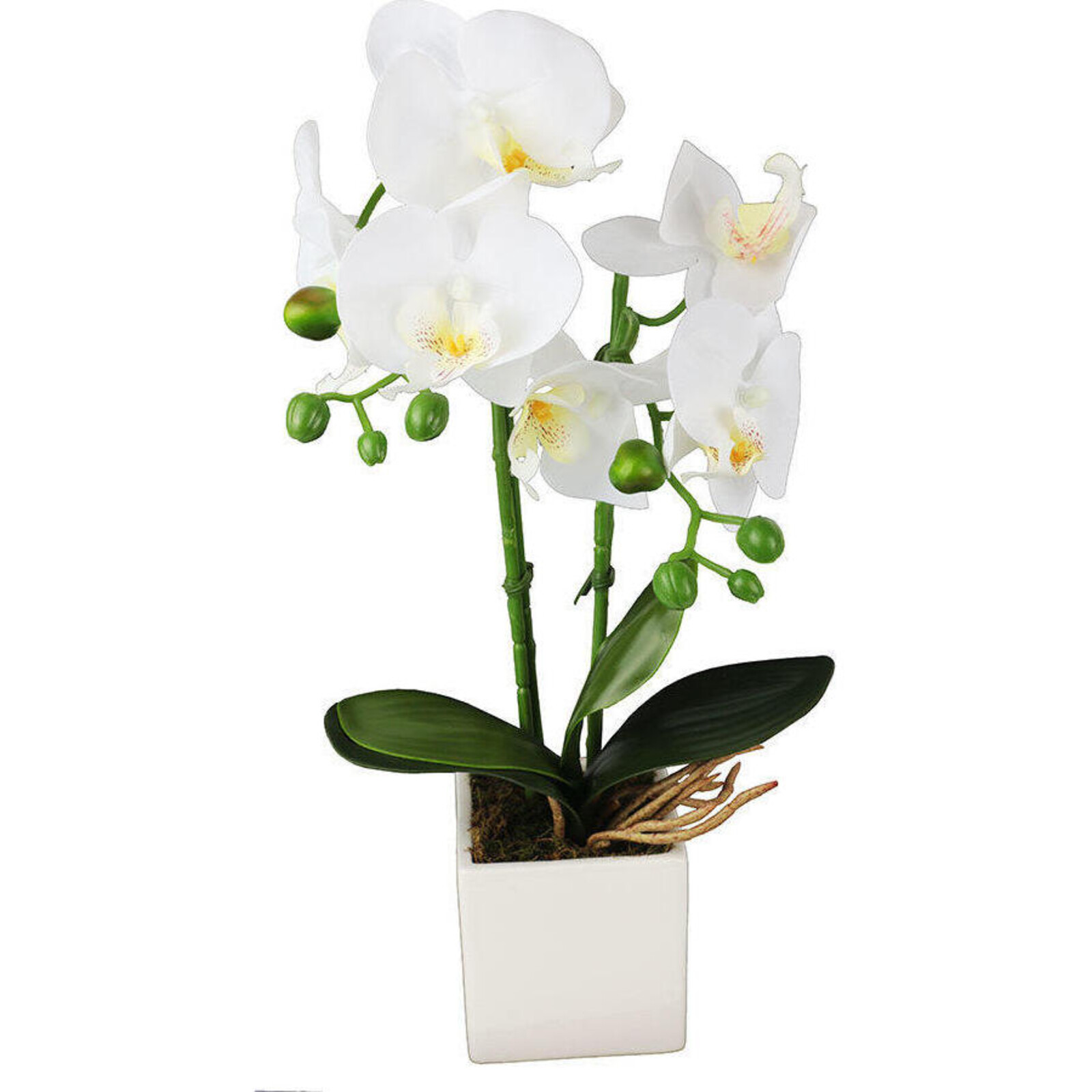 Imitation Orchid White Small