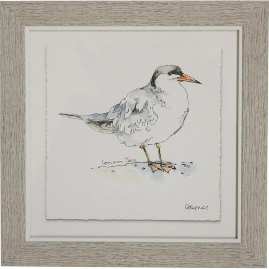 Framed Print Tern