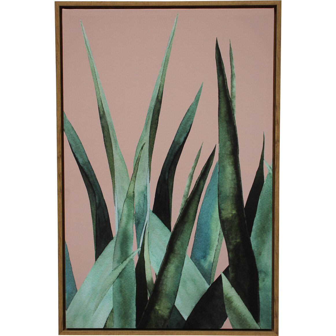 Framed Canvas Agave