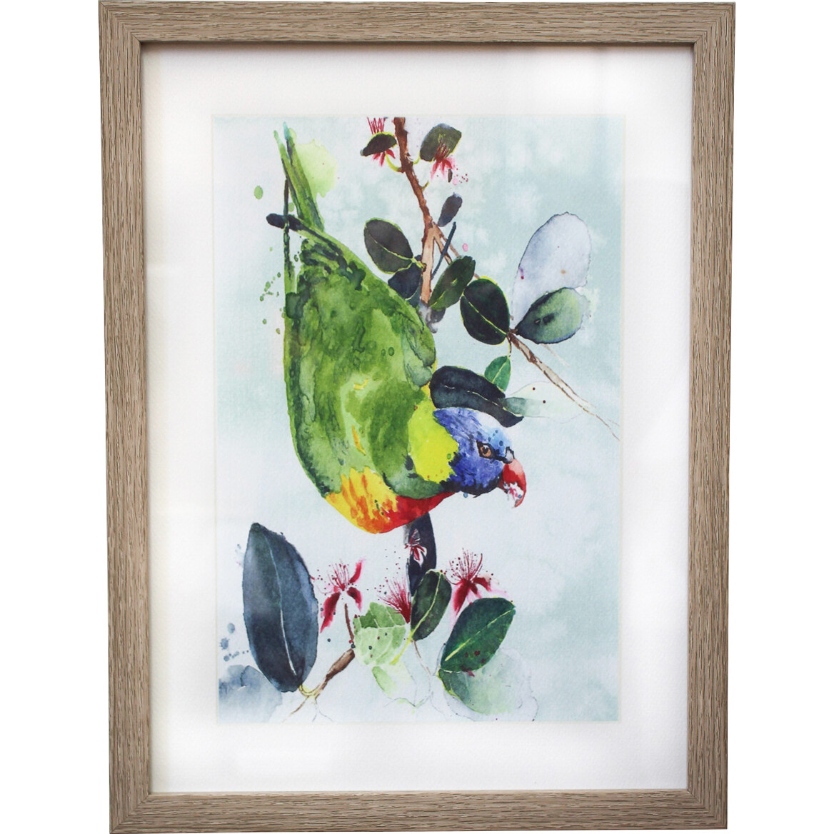 Framed Print Lorikeet