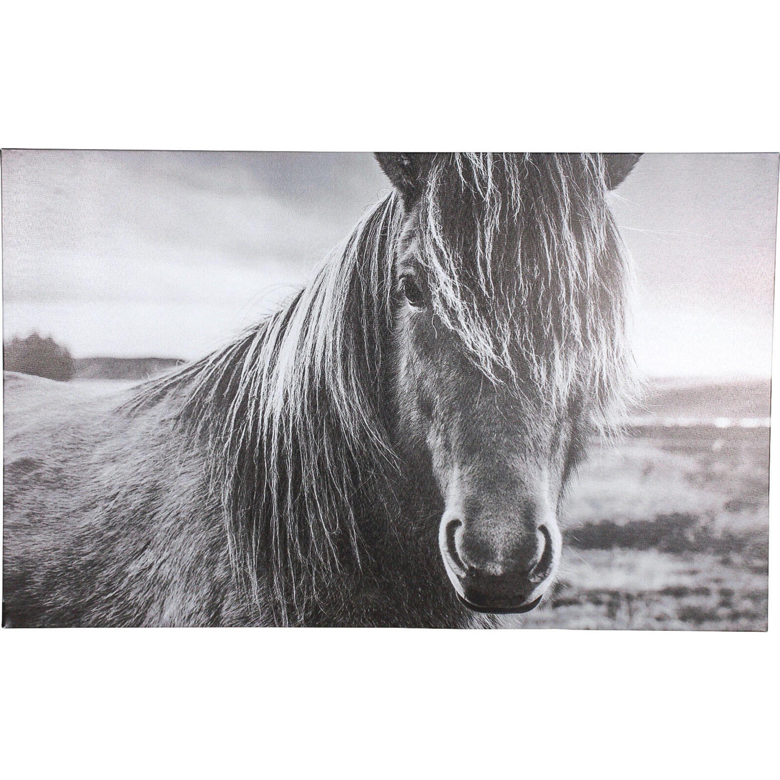 Canvas Lone Brumby
