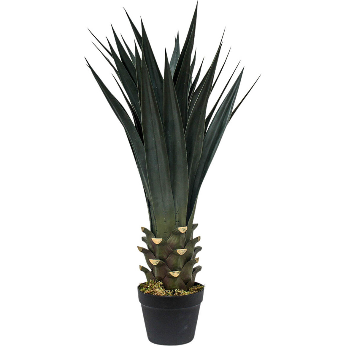 Agave Plant Lrg