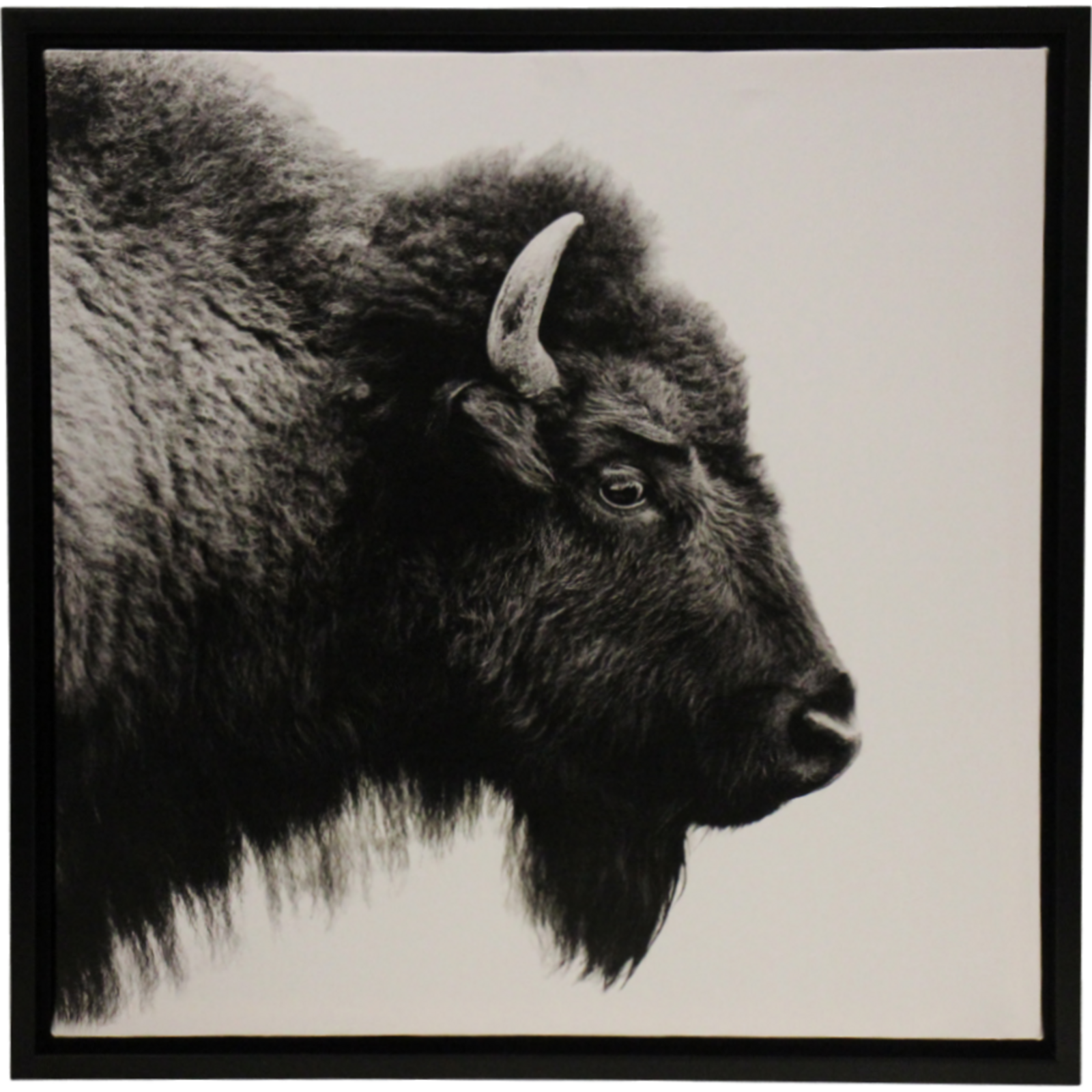Framed Canvas Bison 1